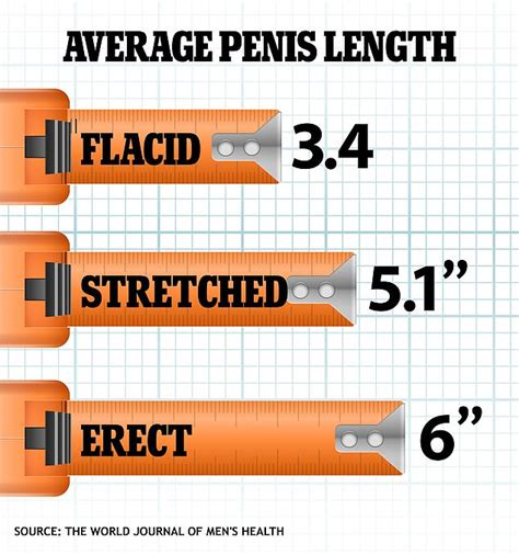 average flaccid length|Average Penis Size: What Determines It .